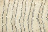 Polished Mammoth Molar Section - South Carolina #265294-1